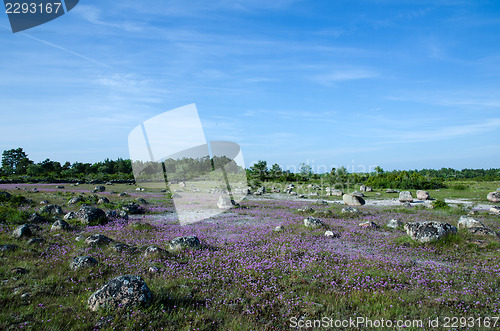 Image of Purple flowers in rocky landscape