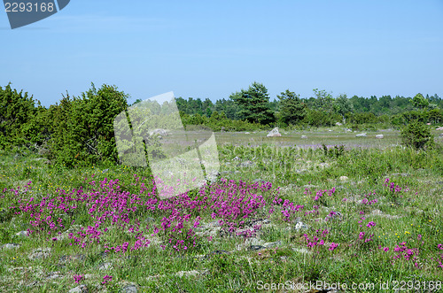 Image of Purple beauty