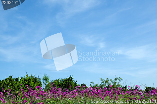 Image of Purple flowers