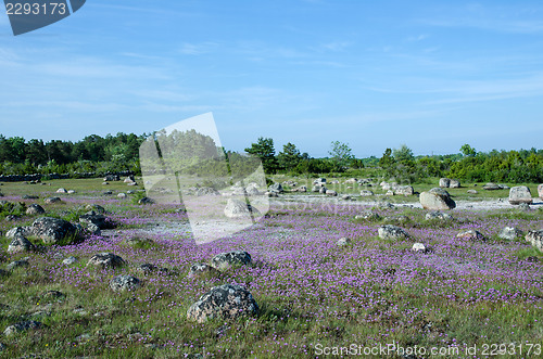 Image of Blossom wild chives