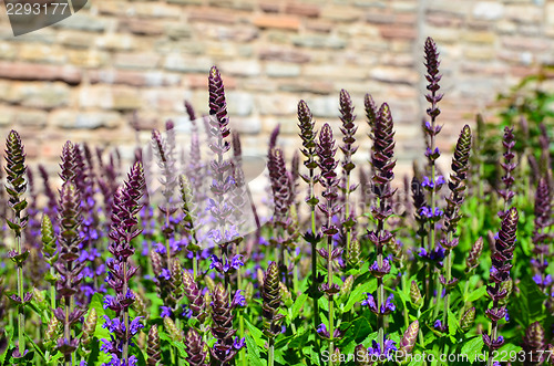 Image of In the salvia bed