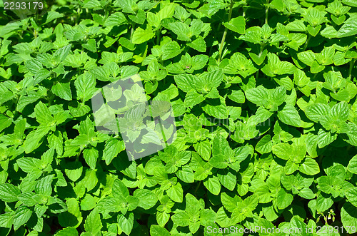 Image of Lemon balm all over