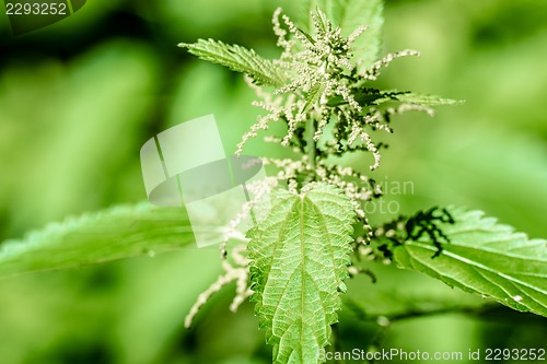 Image of stinging nettle