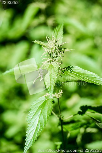 Image of stinging nettle