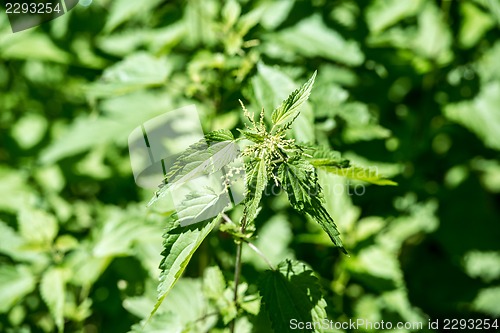 Image of stinging nettle