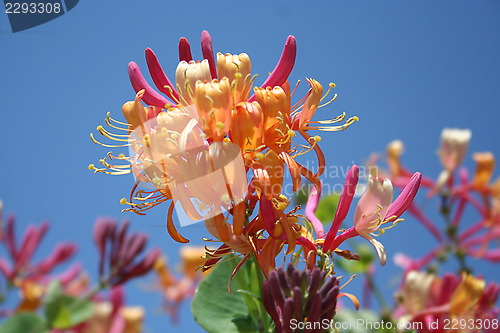 Image of Lonicera Heckrotti - caprifolium