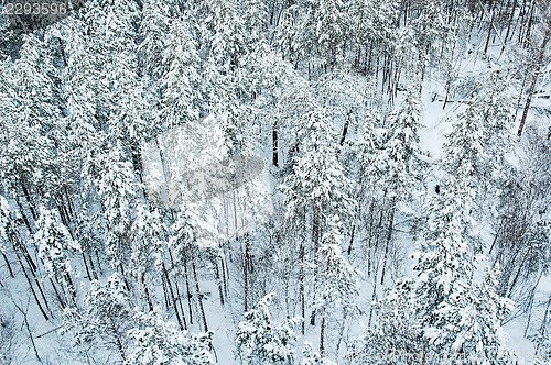 Image of aerial view of winter forest
