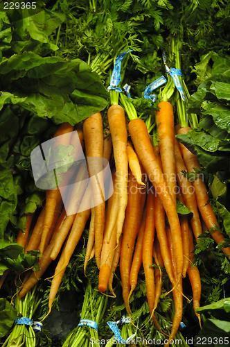 Image of Bunch of Carrots