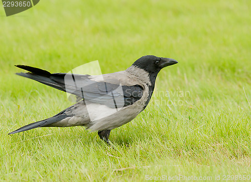 Image of Hooded Crow