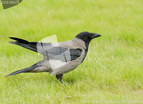 Image of Hooded Crow