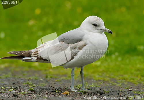 Image of common gull