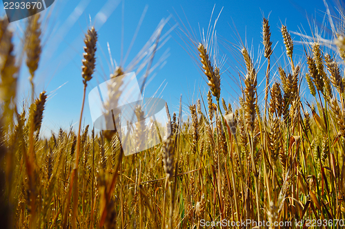 Image of wheat field with blue sky in background