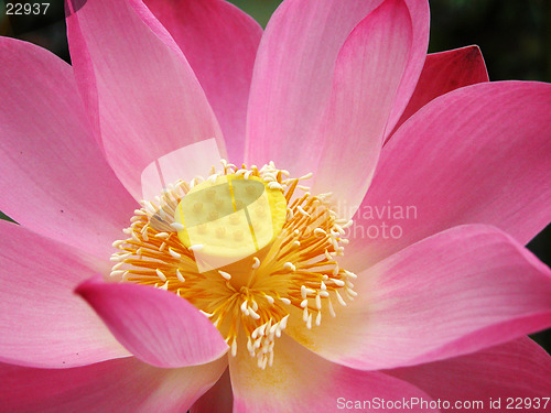 Image of pink lotus flower blooming