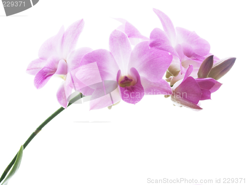 Image of Blossoms of an orchid