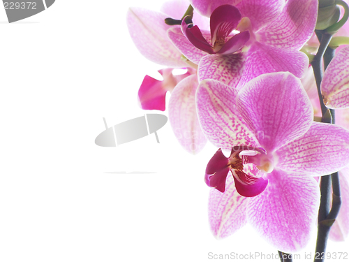 Image of Macro of a purple orchid