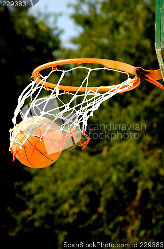 Image of Basket Ball