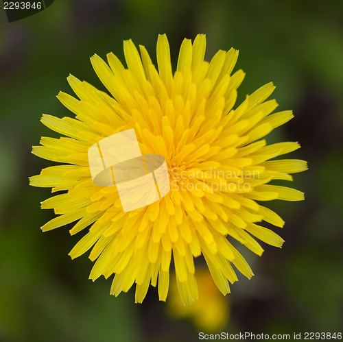 Image of yellow dandelion