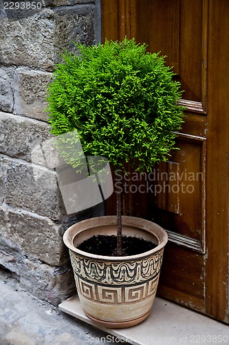 Image of old entrance door and plant