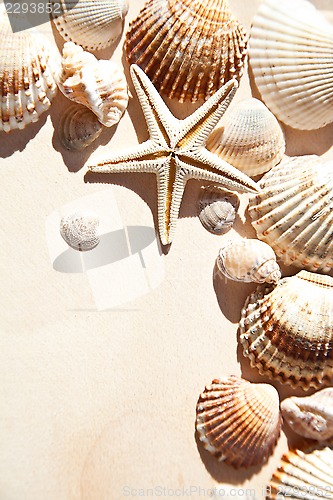 Image of sea shells and star