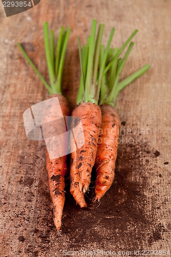 Image of fresh carrots bunch