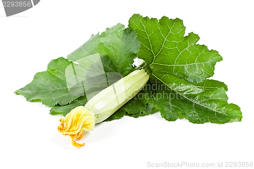 Image of fresh zucchini with green leaves