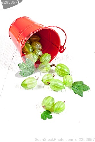 Image of green gooseberry in metal bucket 