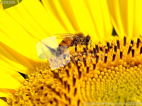 Image of Bee on a Sunflower