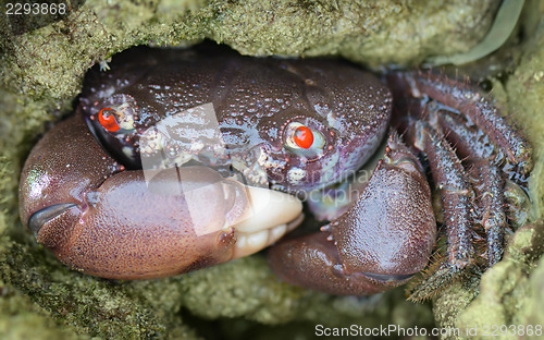 Image of Red-eyed reef crab - Eriphia ferox