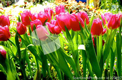 Image of Tulips