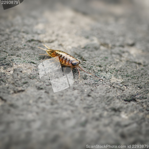 Image of Sea slater (sea louse) on stone