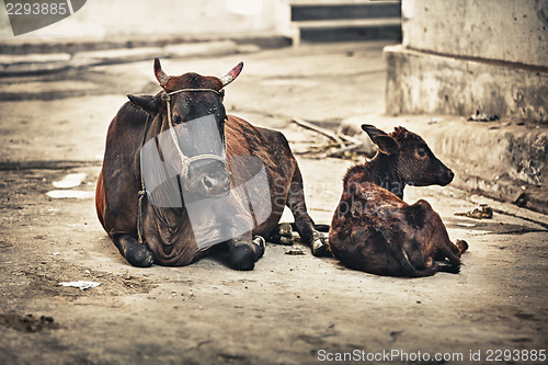 Image of Cow and calf on the street. India, Udaipur
