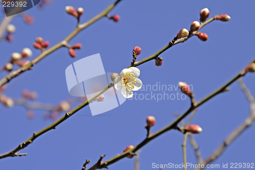 Image of Plum flower