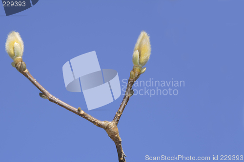 Image of Magnolia buds