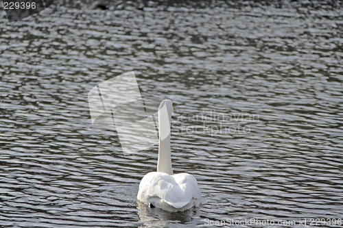 Image of Master of the river