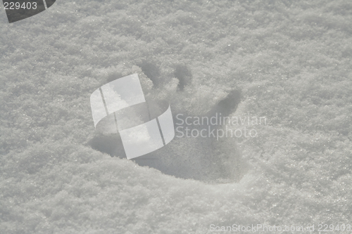 Image of Hand print in snow