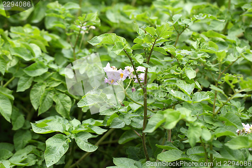 Image of flowers potatoes