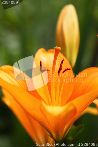 Image of Lily stamens