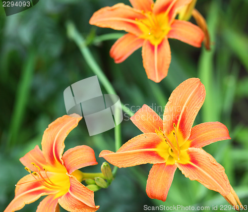 Image of Lily stamens