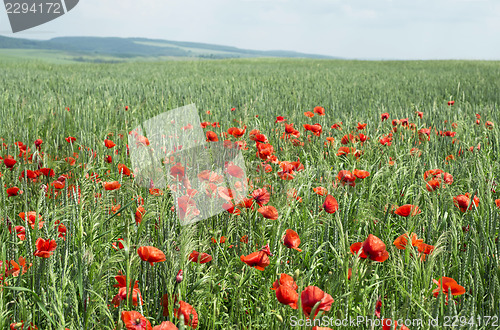 Image of Poppies on blue sky background