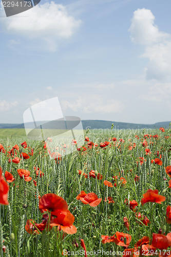 Image of Poppies on blue sky background