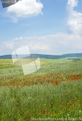 Image of Poppies on blue sky background