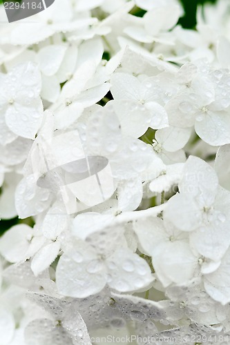 Image of white hortense with water drops