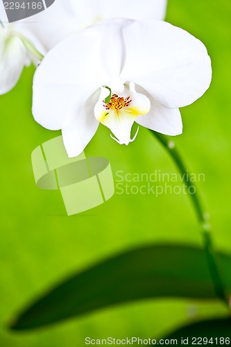 Image of white orchid on green background