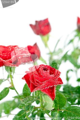 Image of red roses with water drops