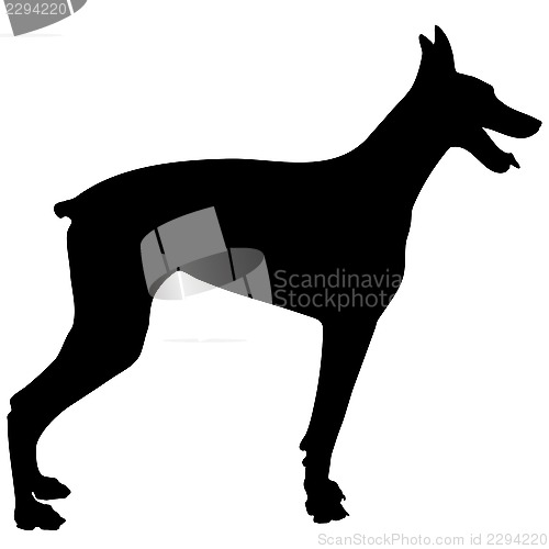 Image of Doberman Silhouette