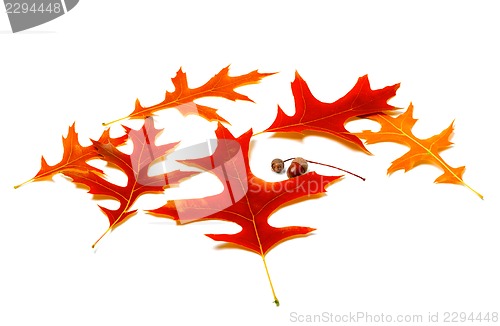 Image of Red leafs of oak and acorns