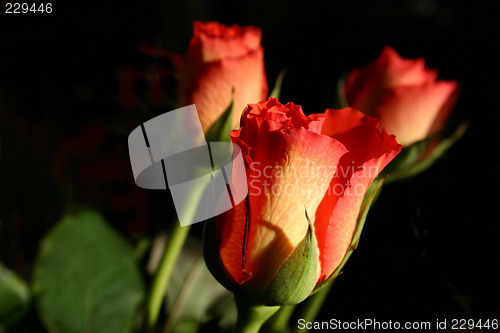 Image of rosebuds