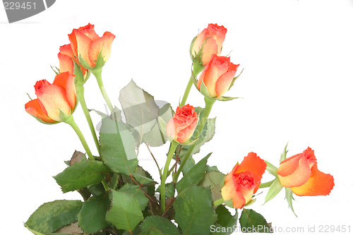 Image of bunch of roses