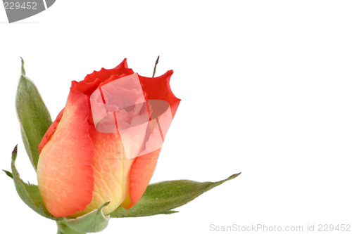 Image of tea-rose rosebud