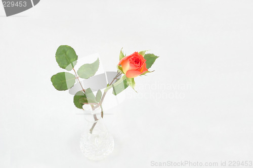 Image of single rosebud in a vase